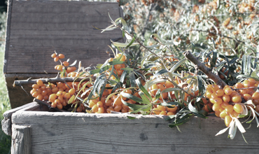 Seabuckthorn Orange Is The New Honey For Your Skin!